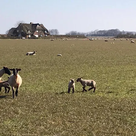 Ferienwohnung Herzmuschel - Urlaub Mit Hund Apartment Friedrichskoog